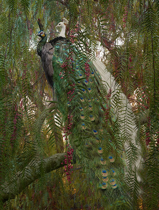 large-simen_johan-untitled-178-peacock