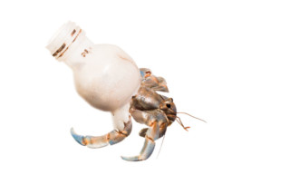 Photos of Hermit Crabs with Beach Trash Homes | PetaPixel
