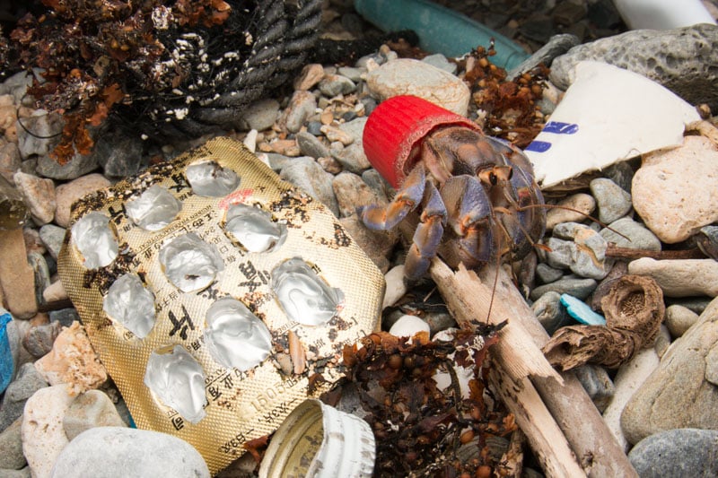 Photos of Hermit Crabs with Beach Trash Homes | PetaPixel