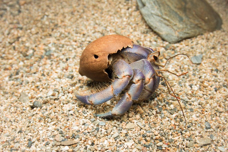 hermit crab no shell