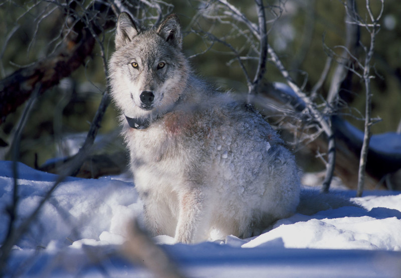 A radio collared wolf in Yellowstone National Park.