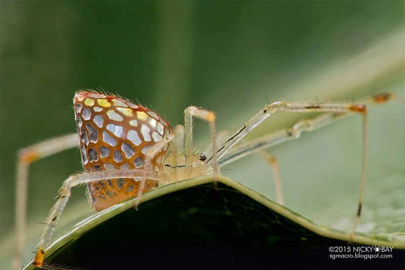 Photos of Mirror Spiders with Silvery 'Scales' That Grow and Shrink ...