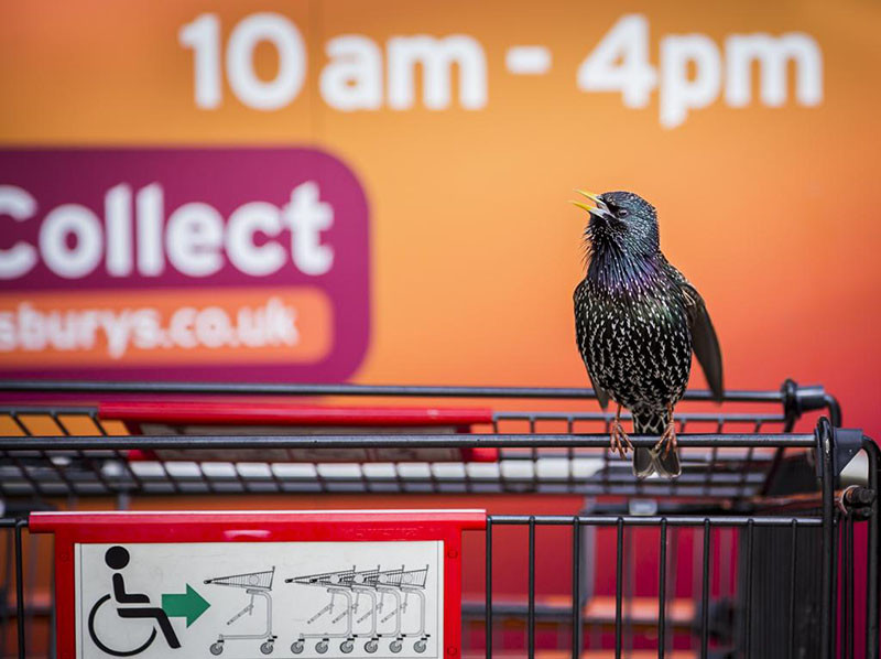 Urban Wildlife winner. "The Supermarket Starling" by Geoff Trevarthen of Cornwall, England.