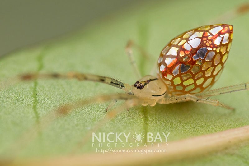 Photos of Mirror Spiders with Silvery 'Scales' That Grow and Shrink ...