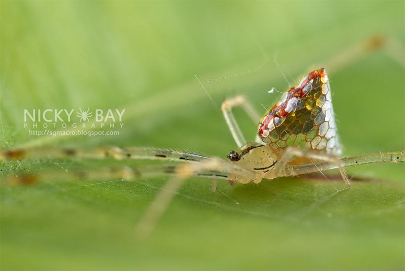 Photos of Mirror Spiders with Silvery 'Scales' That Grow and Shrink ...