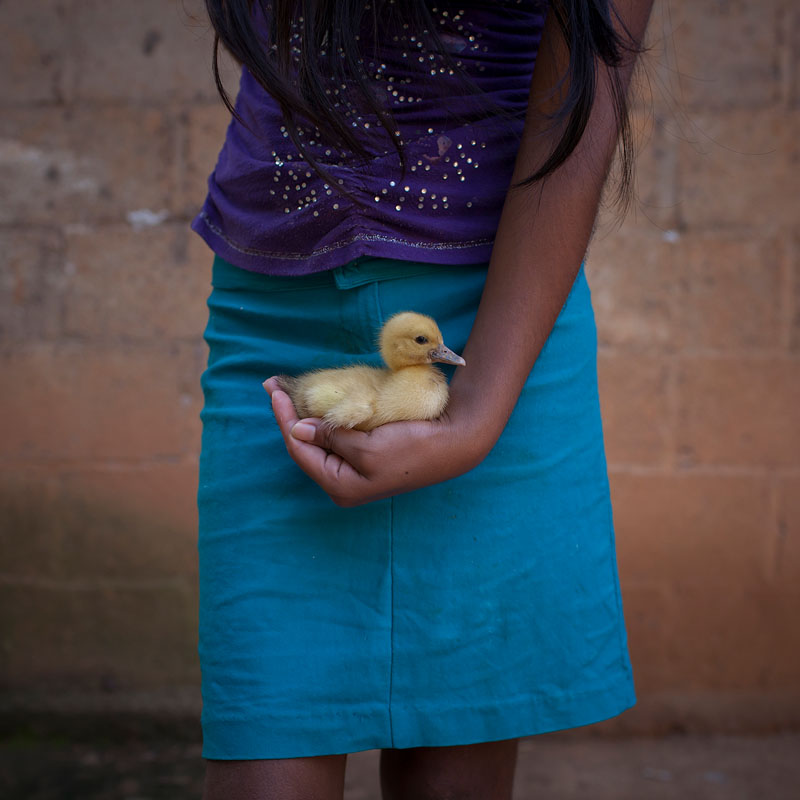 Gloria hold a duck at home. Gloria (13) belongs to the Mixe Community of Maluco, a small village in the north of the “Itsmo de Tehuantepec”, Oaxaca. She lives with her mother and 8 of her 10 siblings, who are between 4 and 20 years old. Gloria became mother at the age of 12, consequence of the constant sexual abuse of her father who has also attacked two of her sisters, aged 8 and 16.  According to the Population Fund of the United Nations, Latin America is the only region of the world where teenpregnancy is still increasing. In Latin America, a third part of the pregnancies belong to girls below 18 years old, and "recent projections suggest that the adolescent fertility rate in Latin America will be the highest in the world, and will remain stable for the period 2020-2100" and deliveries under 15 years old will increase to three million per year in Latin America by 2030.