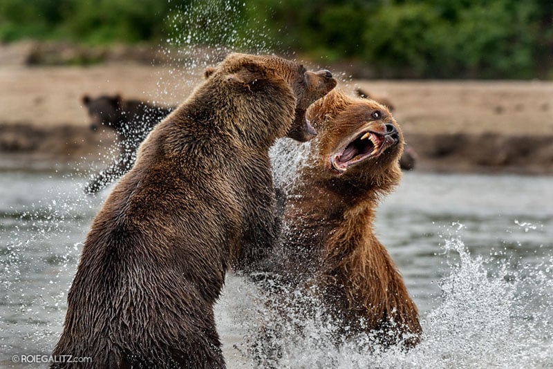 Wild and Pure: Photographing Wildlife in Kamchatka | PetaPixel