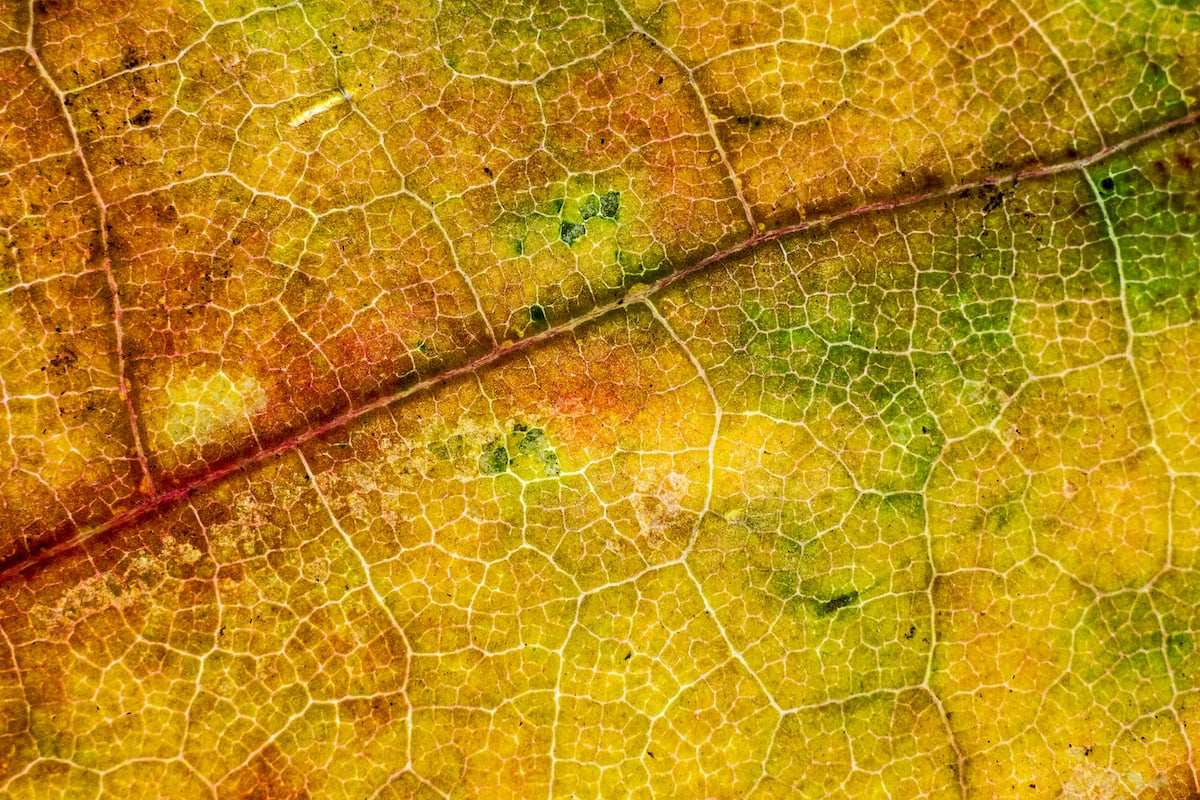 Macro Photos of Backlit Autumn Leaves Explode with Color and Texture ...