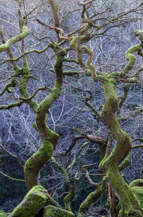 Wild Woods winner. "Twisted Green" by Steve Palmer of Derbyshire, England.