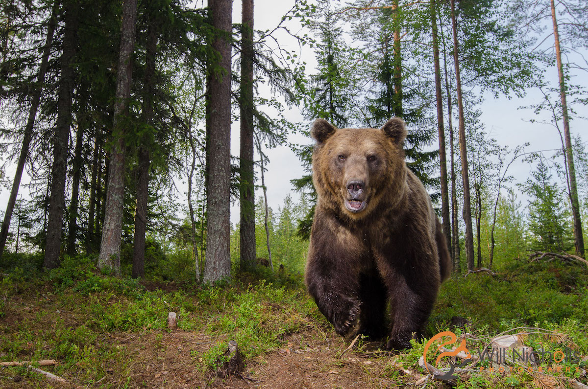How to Build a Bear-Proof DSLR Camera Trap Housing | PetaPixel