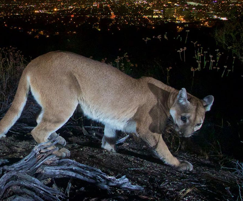 Trail Camera In L.A. Captures Mountain Lion Above City Lights | PetaPixel