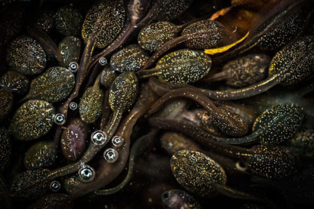 Winning Photos of the British Wildlife Photography Awards 2016 | PetaPixel