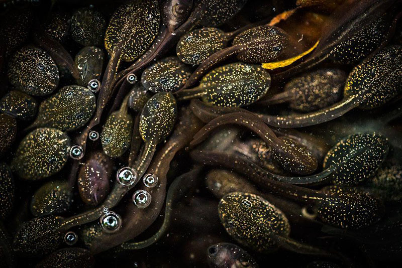 Close to Nature winner. "Tadpoles" by Jeanette Sakel of Bristol, England.