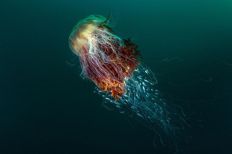 Winning Photos of the British Wildlife Photography Awards 2016 | PetaPixel