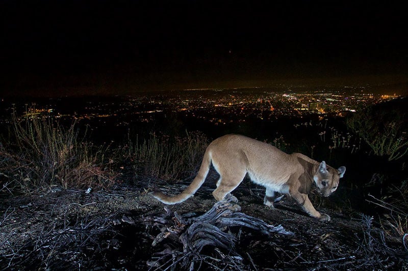 are lions nocturnal hunters