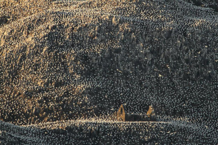 Winning Photos of the British Wildlife Photography Awards 2016 | PetaPixel