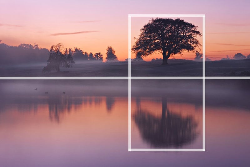 A photo of a tree with a symmetry grid overlaid