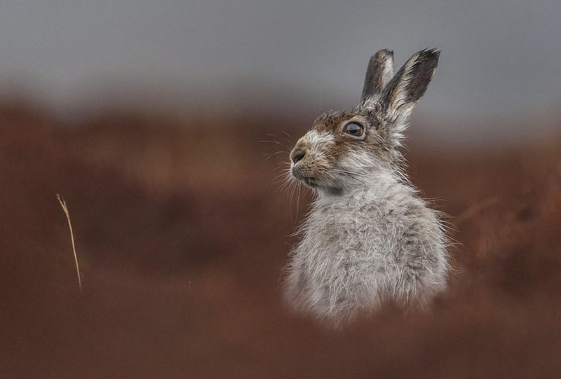Winning Photos of the British Wildlife Photography Awards 2016 | PetaPixel