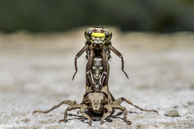 Winning Photos of the British Wildlife Photography Awards 2016 | PetaPixel