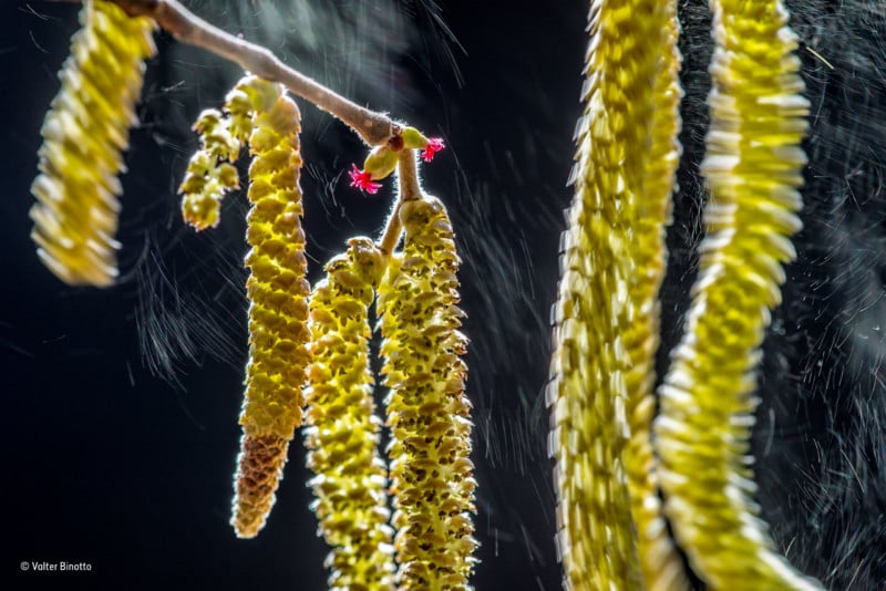 "Wind Composition." Winner of Plants and Fungi. Valter Binotto / Wildlife Photographer of the Year