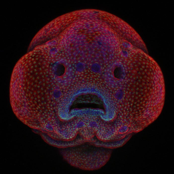 Four-day-old zebrafish embryo | Photo credit: Dr. Oscar Ruiz