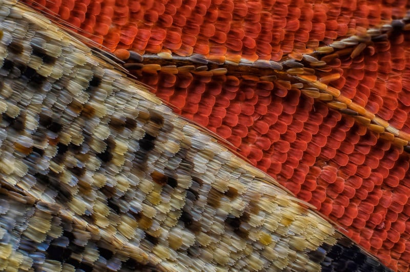 Scales of a butterfly wing underside (Vanessa atalanta) | Photo credit: Francis Sneyers