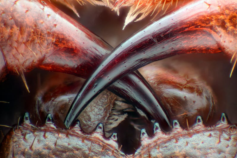 Poison fangs of a centipede | Photo credit: Walter Piorkowski