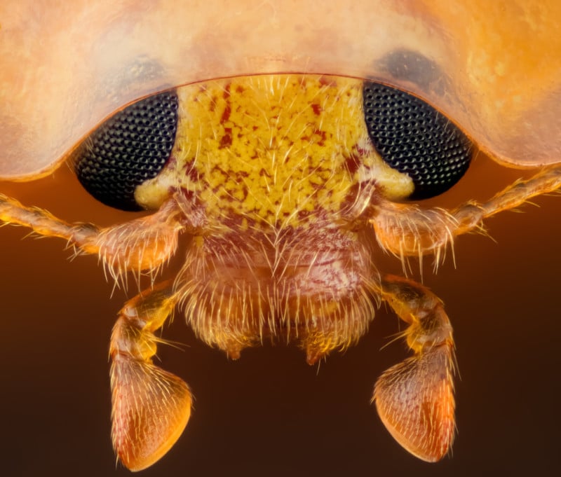 Head section of an orange ladybird | Photo credit: Geir Drange
