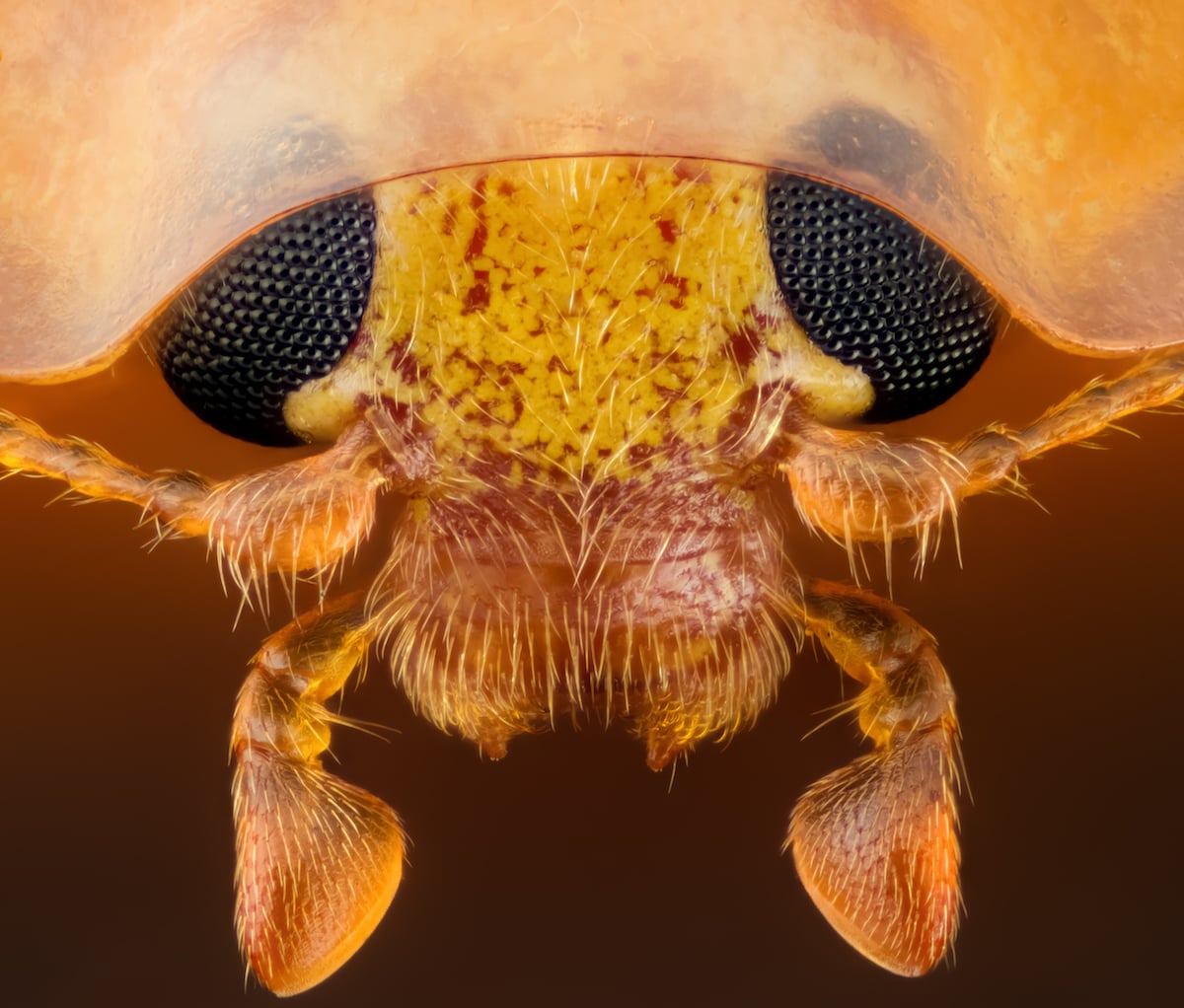 20 of the Most Beautiful Microscopic Photos in the World | PetaPixel
