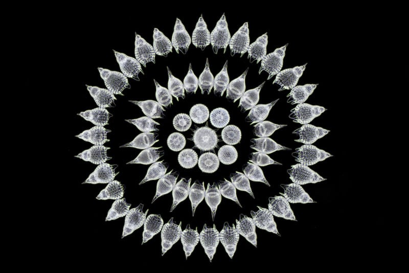 65 fossil Radiolarians (zooplankton) carefully arranged by hand in Victorian style | Photo credit: Stefano Barone