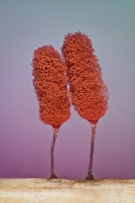 Slime mold (Mixomicete) | Photo credit: Jose Almodovar