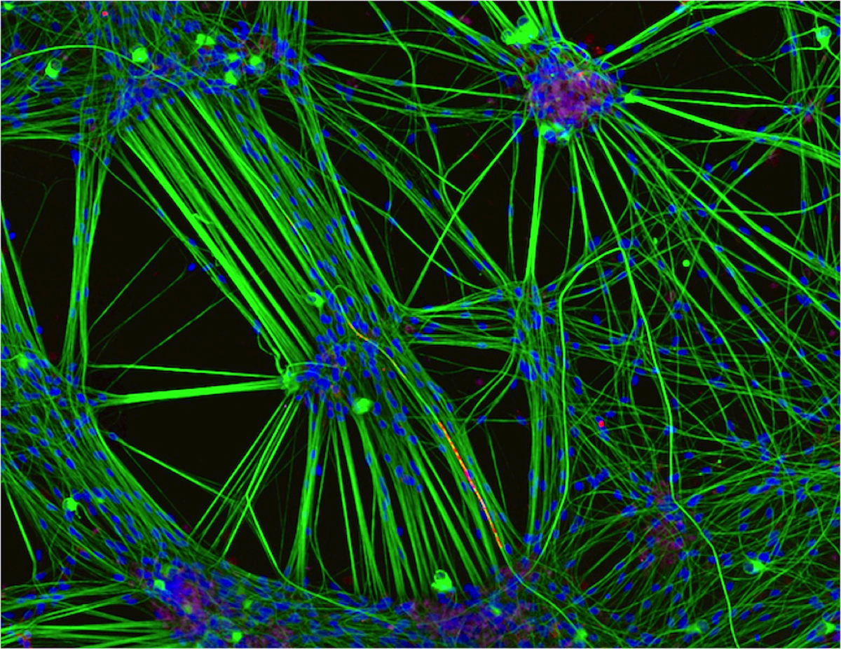20 of the Most Beautiful Microscopic Photos in the World | PetaPixel