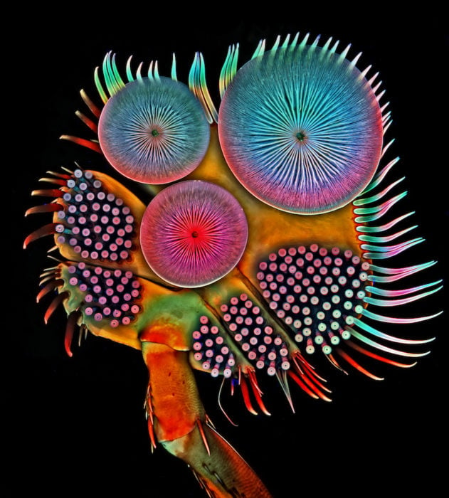 Front foot (tarsus) of a male diving beetle | Photo credit: Dr. Igor Siwanowicz