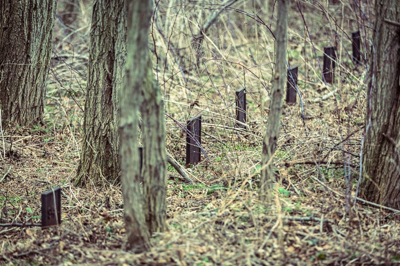 A neglected and unmaintained 'Asylum for the Chronic Insane' cemetery where 5776 patients are buried in anonymity. 