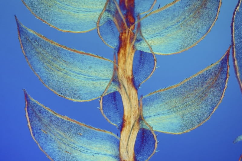 Leaves of Selaginella (lesser club moss) | Photo credit: Dr. David Maitland
