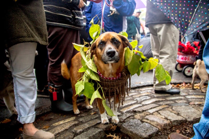 Semi, 5, golden retriever/hound/shepherd, as a tree. Sensible enough to know his costume was shoddy at best and to be embarrassed about it.