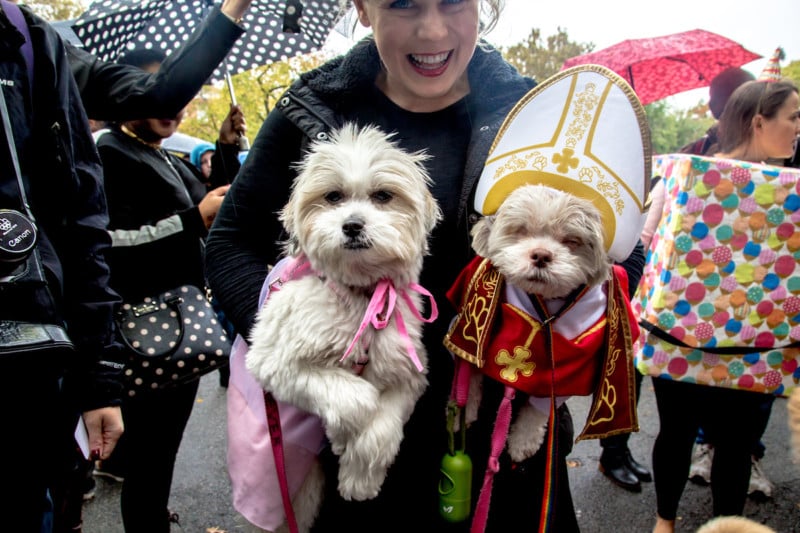 Sophie and Jolly, 2 and 10, Shih Tzus, as a princess and the pope. “She’s missing the hat. She’s too traumatized to wear it,” her owner said of Sophie.