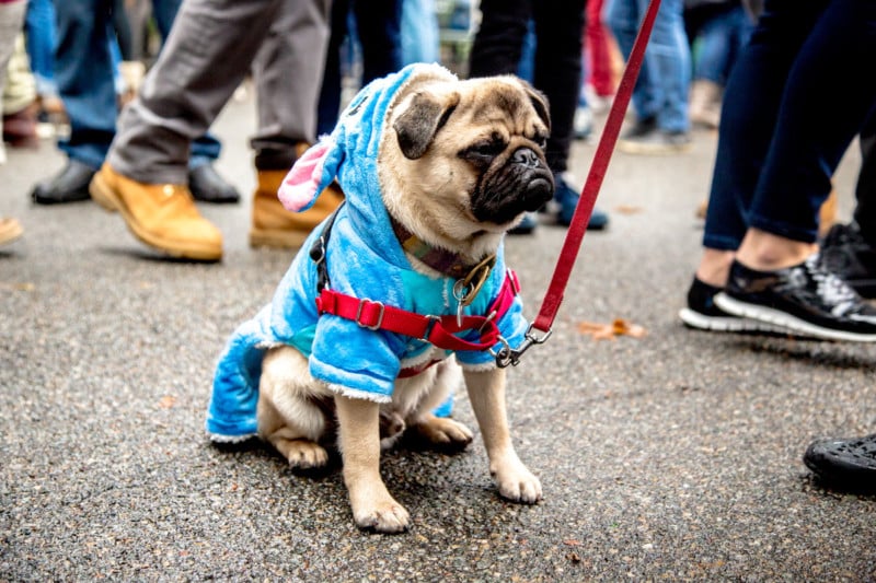 Becket, 8½ months, pug, as Stitch. Is putting everyone here in the doghouse.