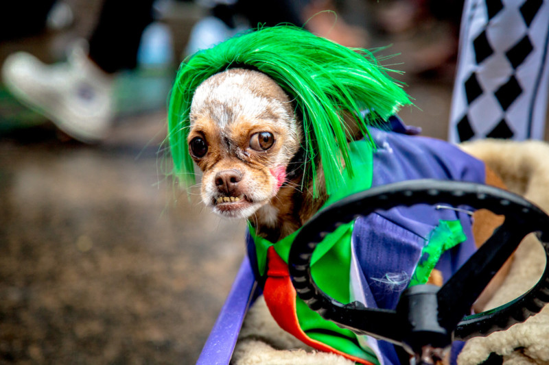 Frida, 7, Chihuahua mix, as the Joker. Those are his real teeth.