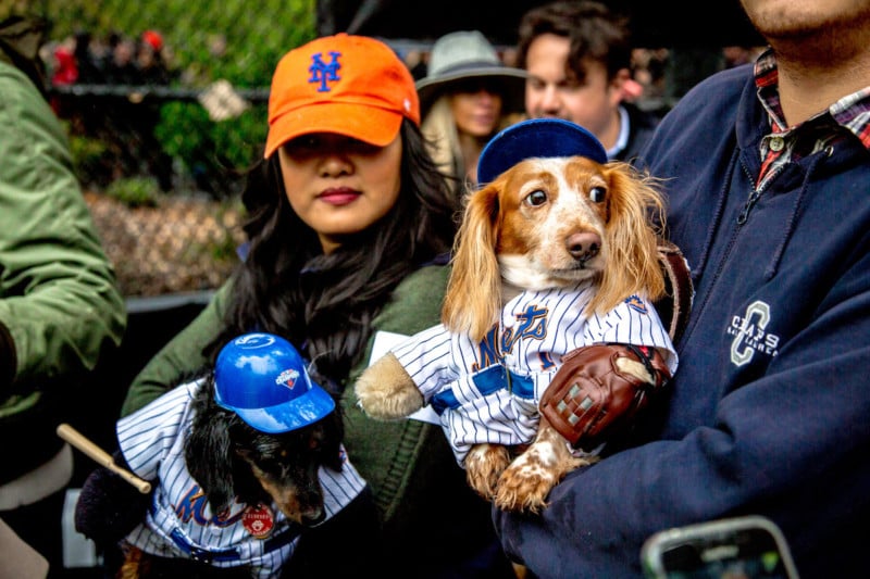 Eli, 6, long-haired dachshund, as a Mets hitter, and Emily, 4, long-haired dachshund, as a Mets pitcher. That they’re dressed as Mets gives them double the reason to be sad.