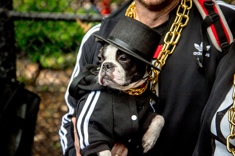 Stella, 3, Boston terrier, as a member of Run-DMC. Poor thing.