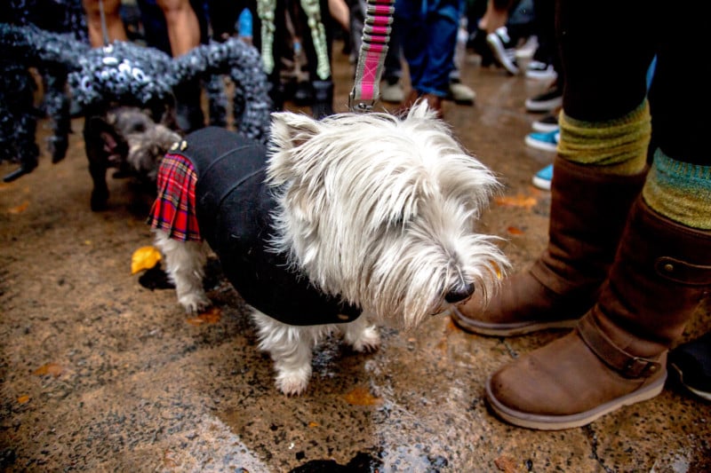 Naya, 9, Scottish terrier, as a Scottish pup. Desperately trying to get owner's approval.