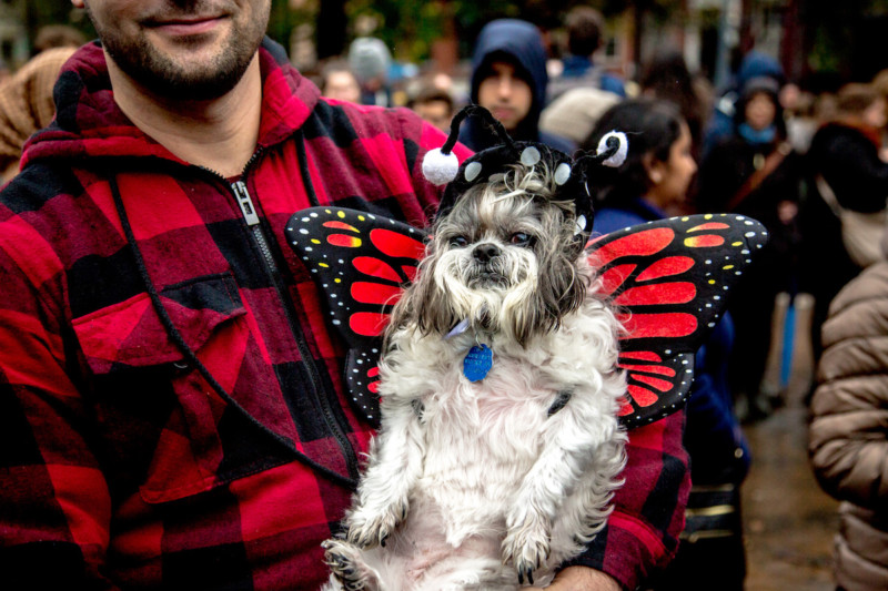 Delphi, 13, Shih Tzu, dressed as the most mournful butterfly I’ve ever seen.