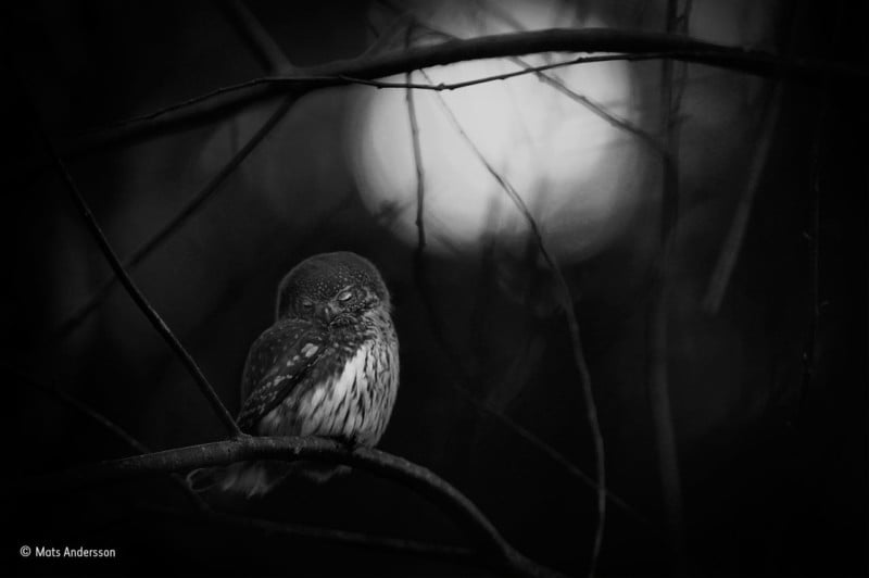 "Requiem for an Owl." Winner of Black and White. Mats Andersson / Wildlife Photographer of the Year