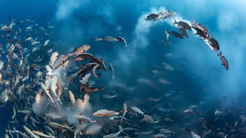"Snapper Party." Winner of Underwater. Tony Wu / Wildlife Photographer of the Year