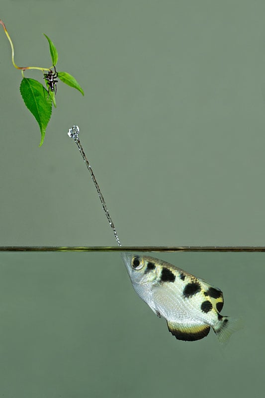 This is a composite image in the original shot the fish was facing away from me. So in this composite image, above water is one image and below the water is another the two were combined in the computer.