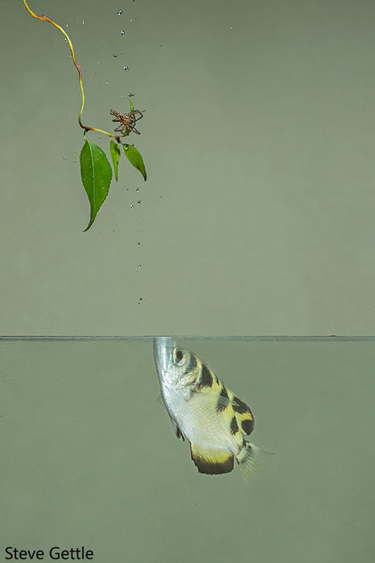 A near miss (photographically). The archerfish never misses