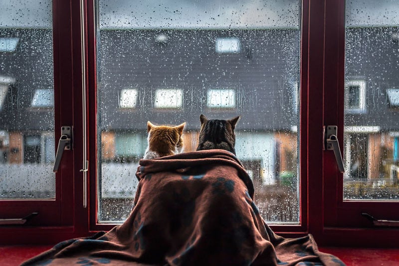 i-photograph-my-cats-in-front-of-the-window-whenever-its-raining-58260ebdb2306__880