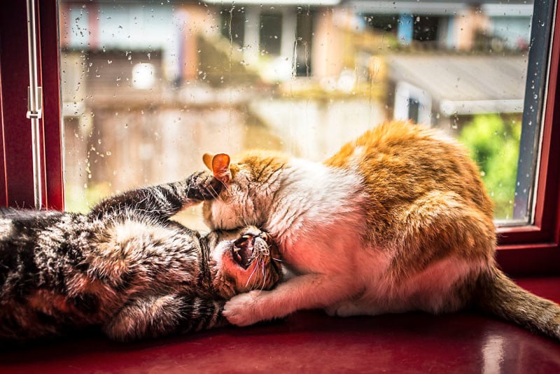 i-photograph-my-cats-in-front-of-the-window-whenever-its-raining-58260eca97bfb__880