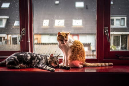 I Photograph My Cats In Front of the Window Whenever It Rains | PetaPixel